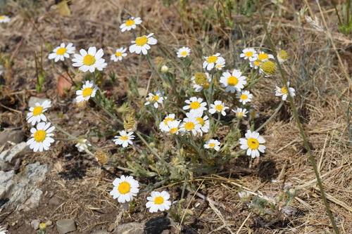 Cota dubia