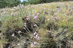 Jurinea stoechadifolia