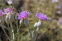 Jurinea stoechadifolia