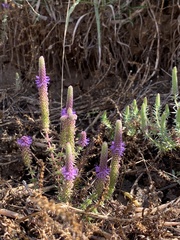 Pogostemon deccanensis