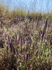 Pogostemon deccanensis