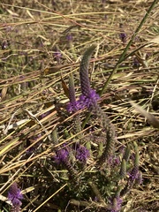 Pogostemon deccanensis