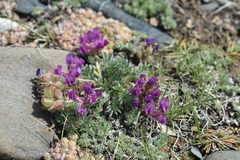 Oxytropis pumila