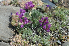 Oxytropis pumila