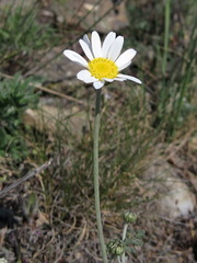 Anthemis sterilis