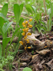 Oreorchis parvula
