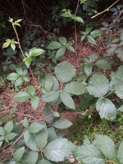 Rubus echinatus