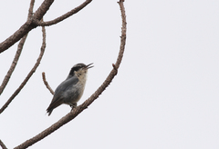 Yunnan Nuthatch photo 4