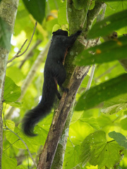 Callosciurus prevostii pluto