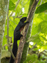 Callosciurus prevostii pluto