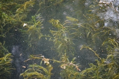 Potamogeton crispus