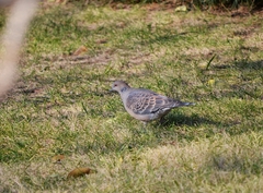 Streptopelia orientalis