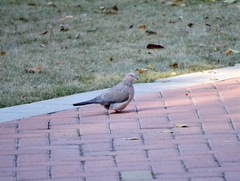 Streptopelia chinensis
