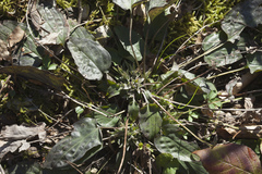 Omphalodes cappadocica