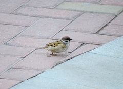 Passer montanus