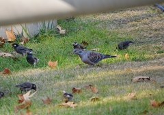 Streptopelia orientalis