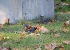 Spodiopsar cineraceus