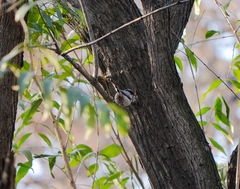 Aegithalos glaucogularis