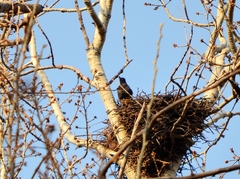 Acridotheres cristatellus