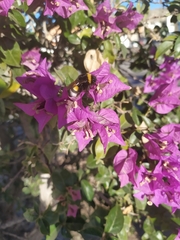 Bombus
