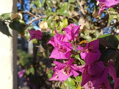 Bombus