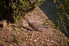 Streptopelia orientalis