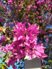 Bougainvillea