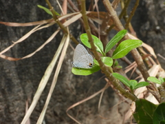Catochrysops