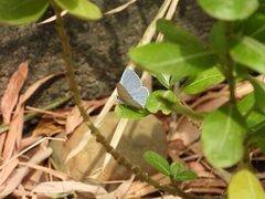 Catochrysops