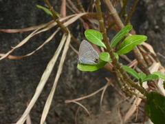 Catochrysops