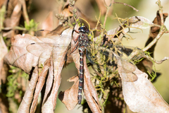 Austroaeschna christine