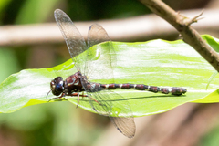 Austroaeschna christine