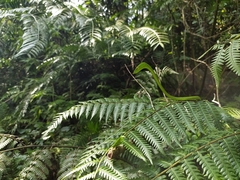 Ahaetulla farnsworthi