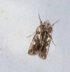 Yula novaeguineae