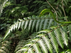 Ahaetulla farnsworthi