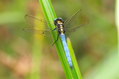 Orthetrum luzonicum