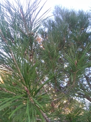 Pinus halepensis