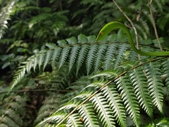 Ahaetulla farnsworthi