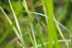 Orthetrum luzonicum