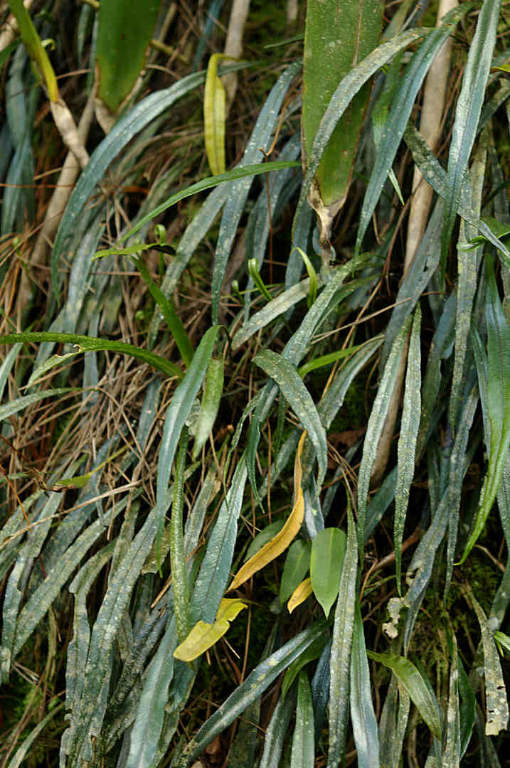 Elaphoglossum