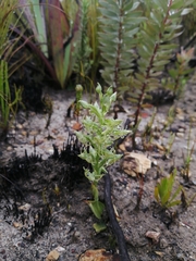 Habenaria lithophila