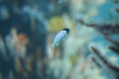 Chromis klunzingeri