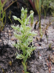 Habenaria lithophila