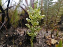 Habenaria lithophila