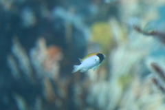 Chromis klunzingeri