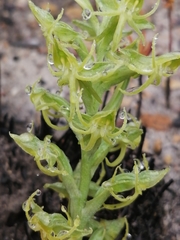 Habenaria lithophila