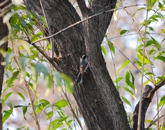 Aegithalos glaucogularis