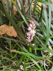 Ophiopogon planiscapus