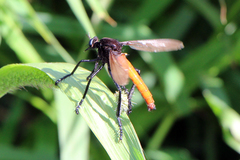 Archilestris magnificus
