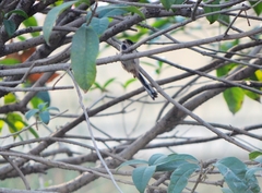 Aegithalos glaucogularis